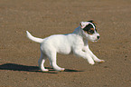 running Jack Russell Terrier Puppy on the beach