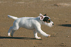 running Jack Russell Terrier Puppy