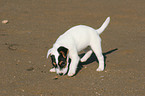 snuffling Jack Russell Terrier Puppy