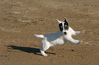 running Jack Russell Terrier Puppy on the beach