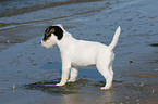 standing Jack Russell Terrier Puppy