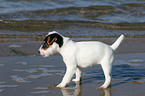 standing Jack Russell Terrier Puppy