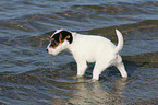 bathing Jack Russell Terrier Puppy