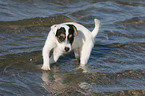 bathing Jack Russell Terrier Puppy