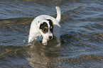 bathing Jack Russell Terrier Puppy