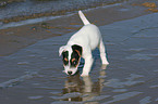 drinking Jack Russell Terrier Puppy
