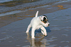 walking Jack Russell Terrier Puppy