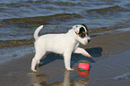 playing Jack Russell Terrier Puppy