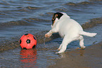 Jack Russell Terrier Puppy with ball