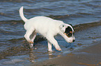 walking Jack Russell Terrier Puppy