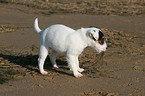 Jack Russell Terrier Puppy