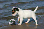 Jack Russell Terrier Puppy