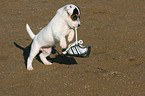 Jack Russell Terrier puppy plays with shoe