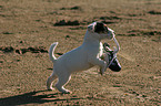 Jack Russell Terrier puppy plays with shoe