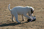 Jack Russell Terrier puppy plays with shoe