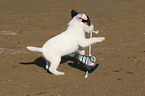 Jack Russell Terrier puppy plays with shoe