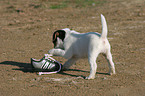 Jack Russell Terrier puppy plays with shoe