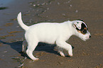 walking Jack Russell Terrier Puppy