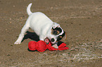 playing Jack Russell Terrier Puppy
