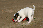 playing Jack Russell Terrier Puppy