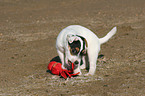 playing Jack Russell Terrier Puppy