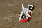 playing Jack Russell Terrier Puppy