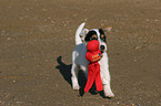 playing Jack Russell Terrier Puppy