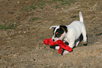 playing Jack Russell Terrier Puppy