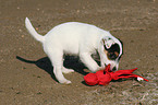 playing Jack Russell Terrier Puppy