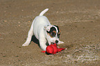 playing Jack Russell Terrier Puppy