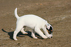 snuffling Jack Russell Terrier Puppy