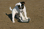 Jack Russell Terrier puppy plays with shoe