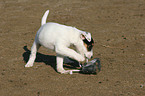 Jack Russell Terrier puppy plays with shoe