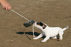 playing Jack Russell Terrier puppy