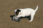 Jack Russell Terrier puppy plays with shoe