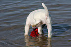 playing Jack Russell Terrier Puppy