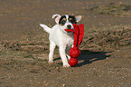 playing Jack Russell Terrier Puppy