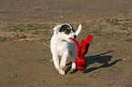 playing Jack Russell Terrier Puppy