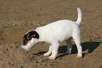 snuffling Jack Russell Terrier Puppy