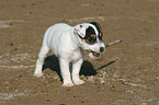 Jack Russell Terrier Puppy with stick