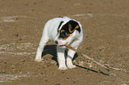 Jack Russell Terrier Puppy with stick