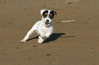 playing Jack Russell Terrier puppy