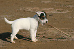 Jack Russell Terrier Puppy with stick