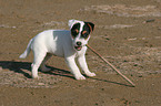 Jack Russell Terrier Puppy nobbles at stick