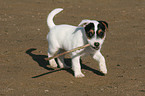 playing Jack Russell Terrier puppy