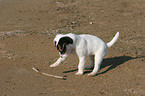 playing Jack Russell Terrier puppy