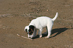 playing Jack Russell Terrier puppy