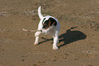 playing Jack Russell Terrier puppy