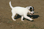 playing Jack Russell Terrier puppy