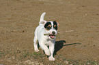 playing Jack Russell Terrier puppy